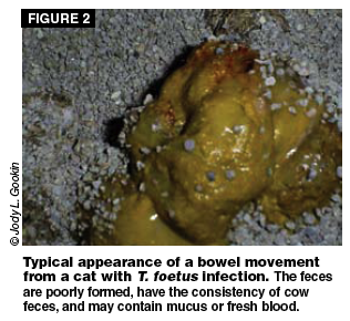 What Does Healthy Poop Look Like Pictures For Cats What Does Healthy Poop Look Like Pictures For Cats