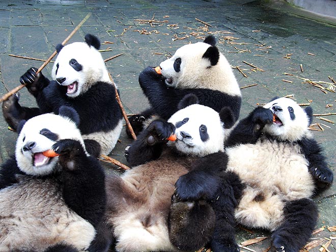 image de 5 panda