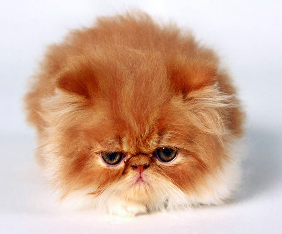 fluffy breeds fluffy cat breeds www pixshark images galleries with a bite fluffy breeds fluffy cat breeds www pixshark images galleries with a bite
